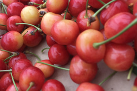 【 ご注文3500件突破！！ 】【 紅秀峰 】さくらんぼ 山形県天童産 訳あり 500g 秀•特秀【 朝どれ 】【 果肉がジューシー 】【 口コミ多数🍒 】お米とご一緒にいかがでしょうか！