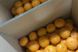 静岡県浜松市産みかん🍊5kg