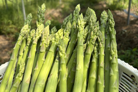 筋なしと香りに自信あり！珍しい露地アスパラガス　　M、Lサイズ　1kg