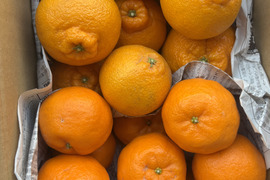 【食べ比べ】ポンカンと不知火　3ｋ箱　除草剤使用無　万田酵素散布