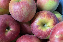 信州りんごプライスダウン🍎4キロ(シナノスイート小玉極小玉)