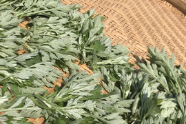 体温める自然栽培農家の天然蓬茶24グラム２つ