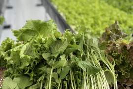 【クリスマスは豪華に時短‼️】サラダセット4〜5種類入り🌱UCHIPONIFARMからのクリスマスプレゼント🎁