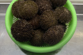 【季節限定】北海道根室産 春のエゾバフンウニ（殻付1.0㎏）