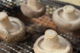 御前崎産肉厚椎茸〈贈答用1kg〉極上セット