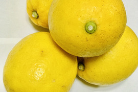 レモン ３kg　除草剤も化学系農薬もワックスも使用しないレモン　２月～３月収穫分