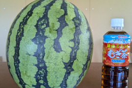 池多すいか３L、2L