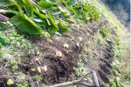 【農薬不使用】京都美山産 海老芋（里芋）１KG【土蔵保存】