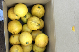 マイヤーレモン（レモンとオレンジのミックス種）2.2ｋｇ（約１５個）