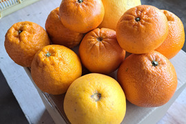 旬の有機栽培柑橘味比べセット3kg