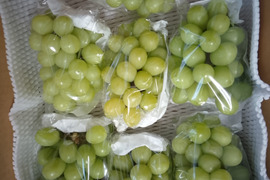 【2027年予約】大容量（会社や親戚.ご友人に!!）7房〜10房🍇岡山県産シャインマスカット（ご家庭用・約４ｋｇ）