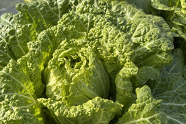 我が子に食べさせたい野菜を｜志学農
園の白菜 3玉（約5kg）栽培期間中農薬・化学肥料不使用