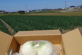 大好評，地層が違う淡路島むき玉ねぎ、ターザン(風袋込み１０キロ)