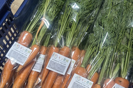 栽培期間中農薬不使用無施肥固定種の人参　ロデリカ