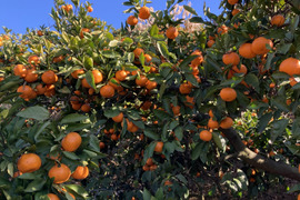 【柑橘食べ比べ】糖度16度以上　興津早生・尾崎温州　5kg