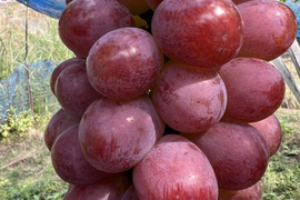 予約販売【甘さ極まる希少品種！】めずらしい冬ぶどう紫苑(２房1kg以上)