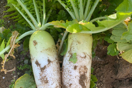 農薬・除草剤・化学肥料不使用 訳あり 超ミニ大根【葉っぱ付き】 1本 石川県産