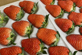 信州八ヶ岳産みかりのいちご（贈答用）リリカル、紅ほっぺ、みくのか