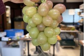 【訳あり】【朝採れたて新鮮！！】コトピー[約1kg]9月下旬頃
