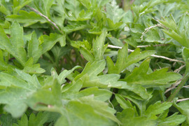 よもぎ　1600g  天然ハーブ