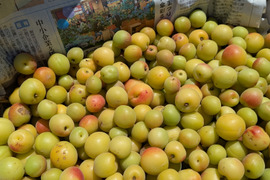 栽培期間中農薬不使用　群馬県産　樹上完熟小梅2キロ