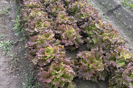 淡路島からお届け！【朝どれサニーレタス（3株）】