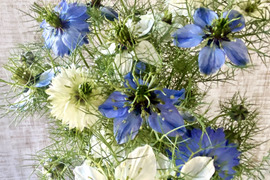 【お届け20本-40㎝】〜ニゲラ〜　初夏から夏が旬の可憐で涼しげなお花！