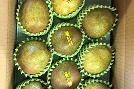 農薬節減!! こだわりラフランス 山形県 3kg 9〜11玉 ギフトにも 11月上旬〜【冬ギフト】