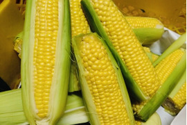 農薬化学肥料不使用※ゴールドラッシュ5Kg