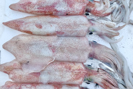 【漁師直送】剣先イカ(赤イカ)特大サイズ《1kg=4パック》小分けパック