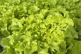 【新品種追加決定‼️】根っこ付き♩レタスパーティーしませんか？ふわふわリーフレタス1株&リーフレタス1株&超赤強サニーレタス2株