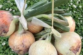 今年も販売します‼️吊るして保存‼️早生玉ねぎ10キロ入