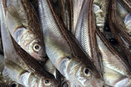 【ぶりこ好き集合！】特大ハタハタメスだけBOX1㎏