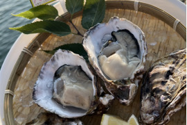 三倍体牡蠣 大サイズ 約80g～100g×10個 糸島 深江産 牡蠣