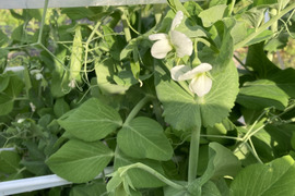 主役にもなれるんです。無限甘シャキ。スナップエンドウ500g