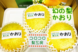 【幻の梨⁉️】かおり贈答用約2.5kg(大玉3~4個入)✨️メロンのような甘い香りでとってもフルーティー✨シャキシャキでキメ細か✨️豊水にも負けない果汁量💦日持ちを良くする為クール便で発送😋