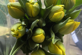 【期間限定】日持ち処理済！新潟の『チューリップ』切花（黄色/桃に白）各10本