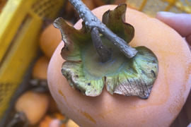 【干し柿用】豊橋産 蜂屋柿 2kg（農家直送）