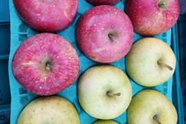 美味しく仕上がりましたよ～✴️
１０月が旬の人気２品種です🎶
詰め合わせ３kg《りんご食べ比べ》