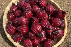 栽培期間中農薬化学肥料不使用！生ローゼル500g