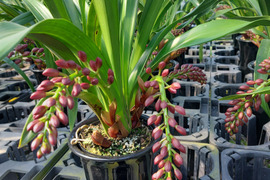 【下垂系シンビジウム】フォアゴットンフルーツ3本立