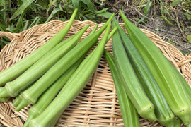 収穫当日発送！オクラ1kg  2〜4種セット【栽培期間中　化学肥料化学農薬不使用】