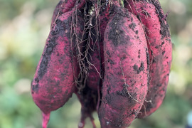 訳あり・形良し・土付き🍠シルクスウィート・内容100g〜750g大小混合
⭐︎農薬不使用