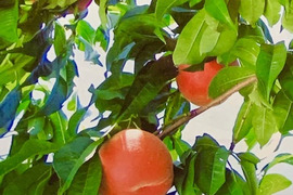 お中元に！贈ろう福島の桃（３kg）