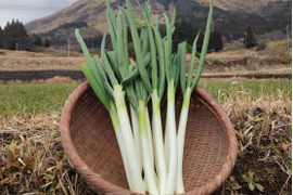 【有機JAS】甘味が乗った！南阿蘇産オーガニック白ネギ（サイズ混合2kg・約25本）