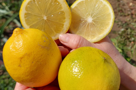 ベルガモット&レモン【希少】2kg（箱込）