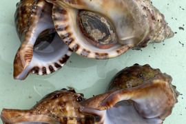 法螺貝　ホラガイ　1キロ