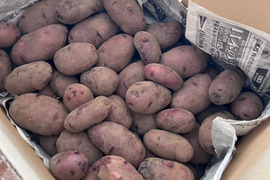 タワラマゼランの通販｜じゃがいも｜食べチョク｜産地直送(産直