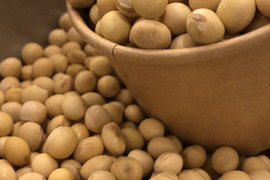 【令和7年産】自然栽培「ふくゆたか大豆」（静岡県産）