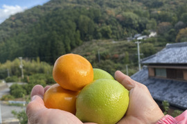 限定！グリーンレモン＆みかんの柑橘小箱！３キロ